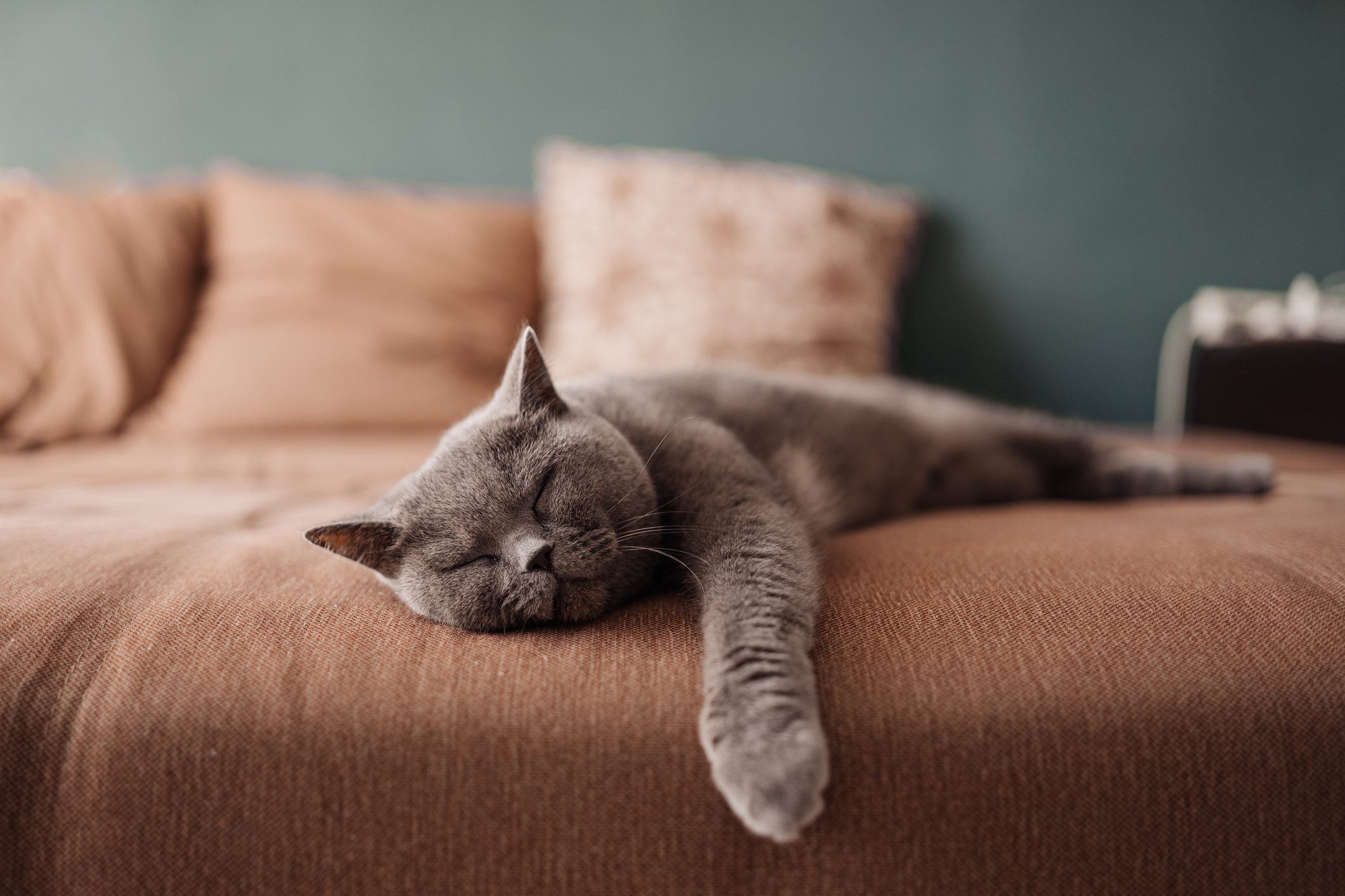 Why Do Cats Sleep So Much—and How Much Do They Actually Sleep 8406