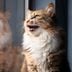 Why Do Cats Chirp? The Reasons Behind This Cute Sound