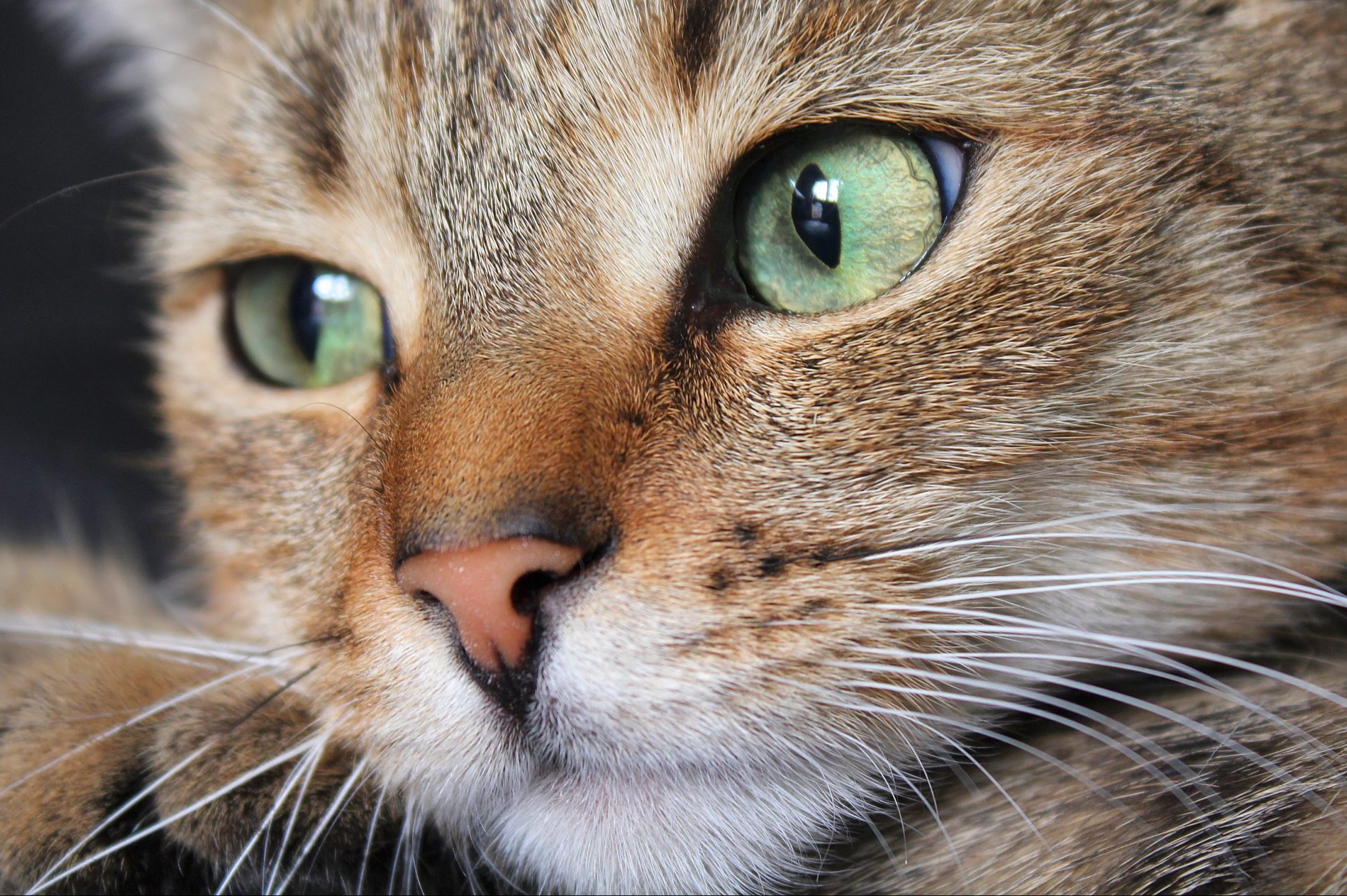 Why Do Cats Have Whiskers? Here's Why They Need Them