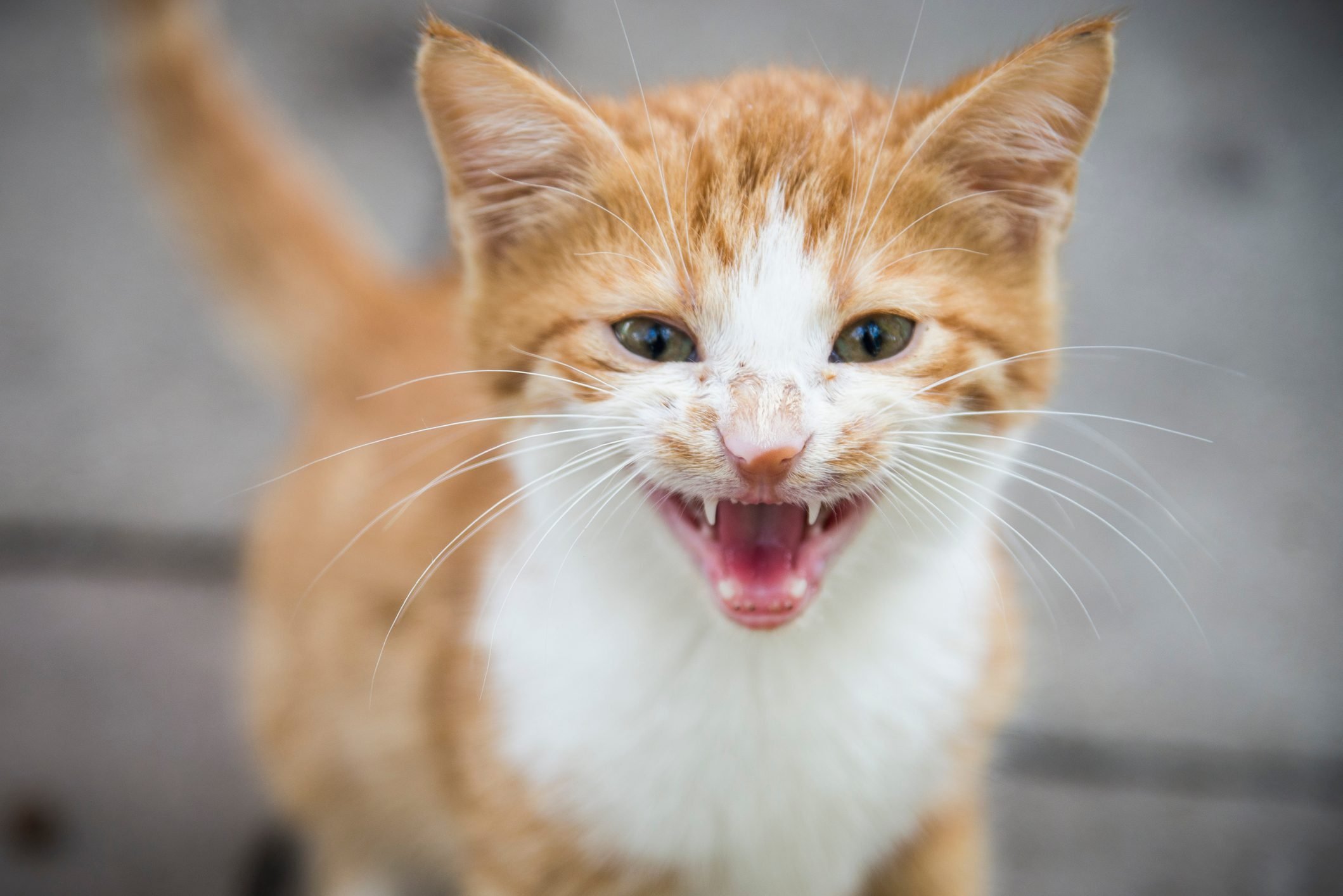 Five Cat Sounds & What They Mean
