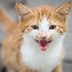 Why Do Cats Meow? These Are the Top 6 Reasons