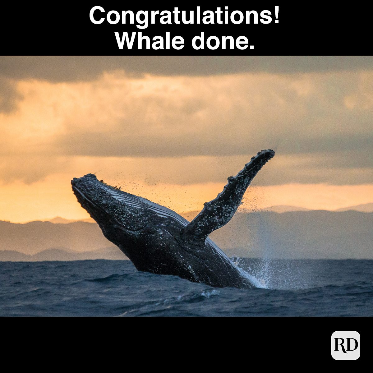 30 Best Congratulations Memes to Share in 2024 | Reader's Digest