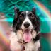 Can Dogs See Color? Learn All About a Dog's Color Spectrum