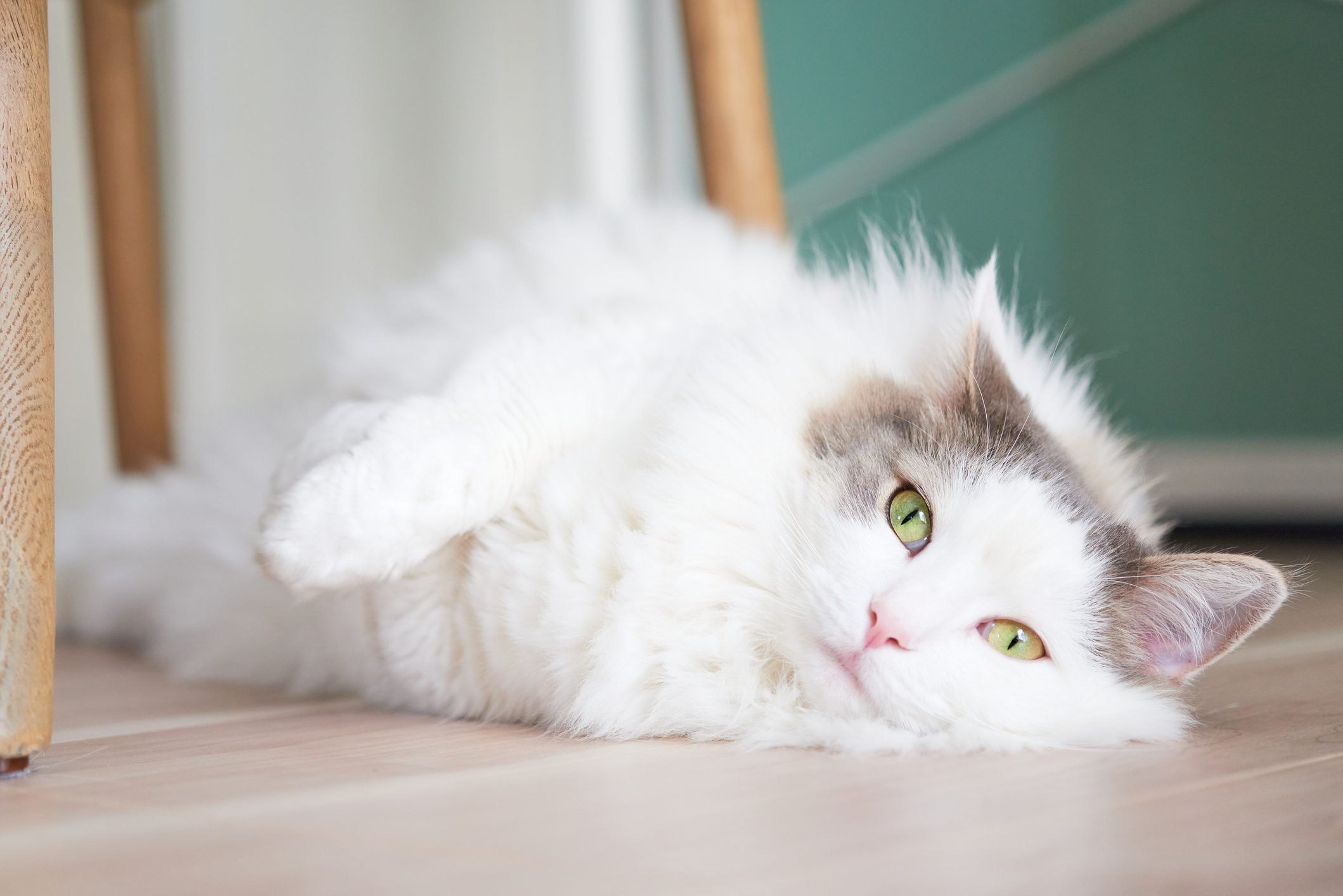 Why Your Cat May Be To Blame For Your Anger Problems