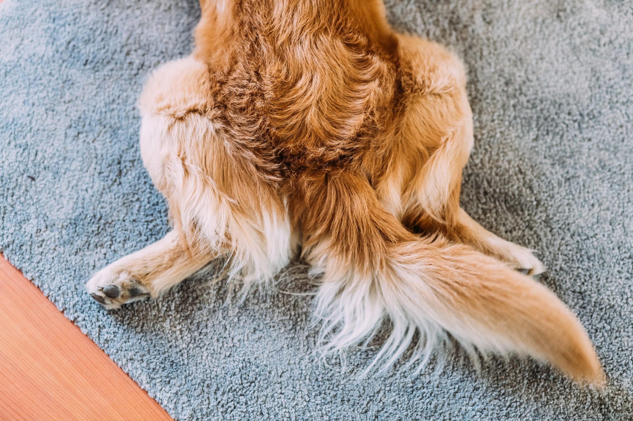 How to Clean a Carpet With and Without a Machine | Carpet Cleaning Tips