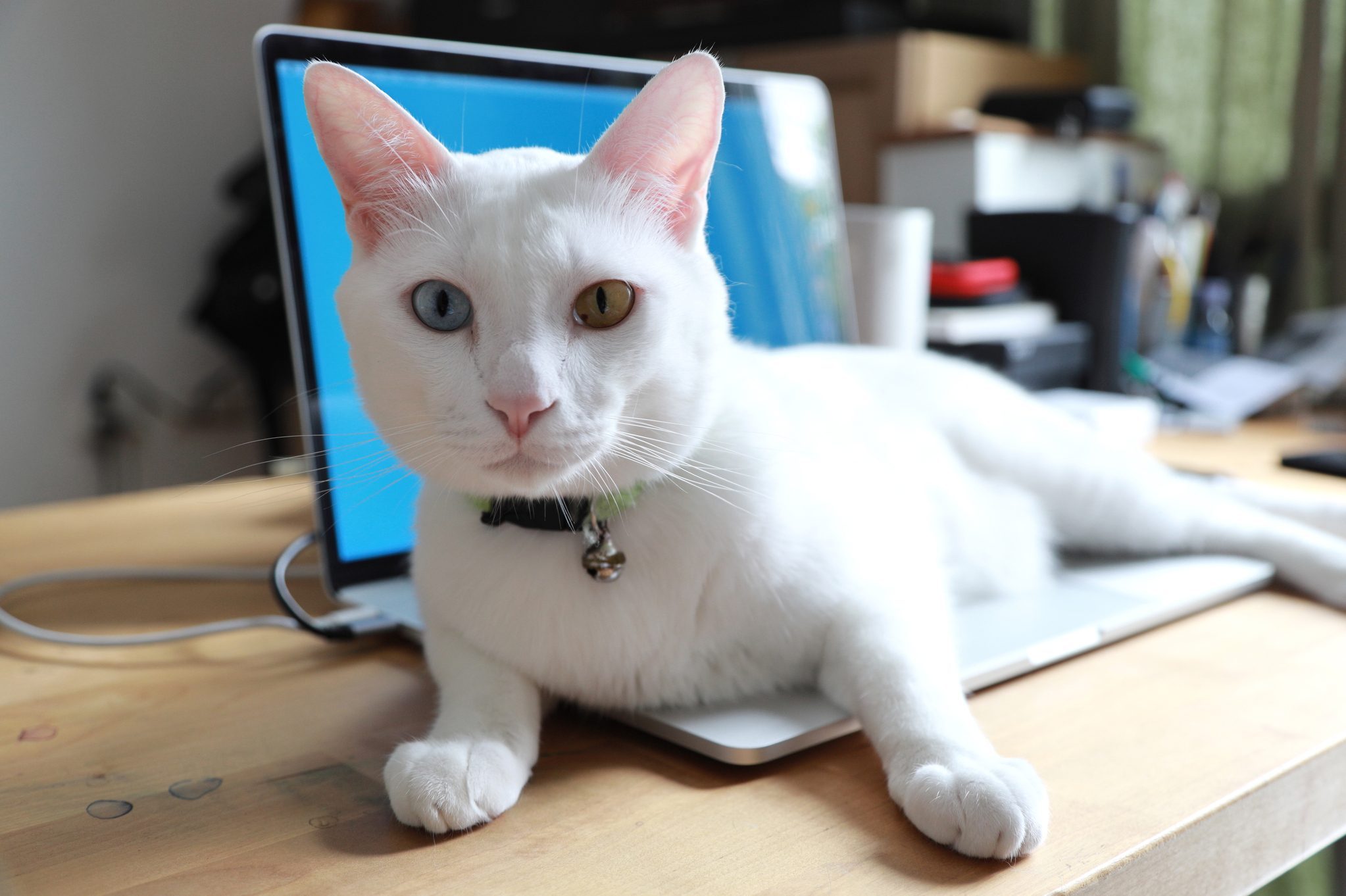 Get Cat Runner - Microsoft Store