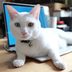Here's Why Cats Love Laptops
