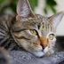 Cat Depression: 11 Subtle Signs Your Cat Is Depressed