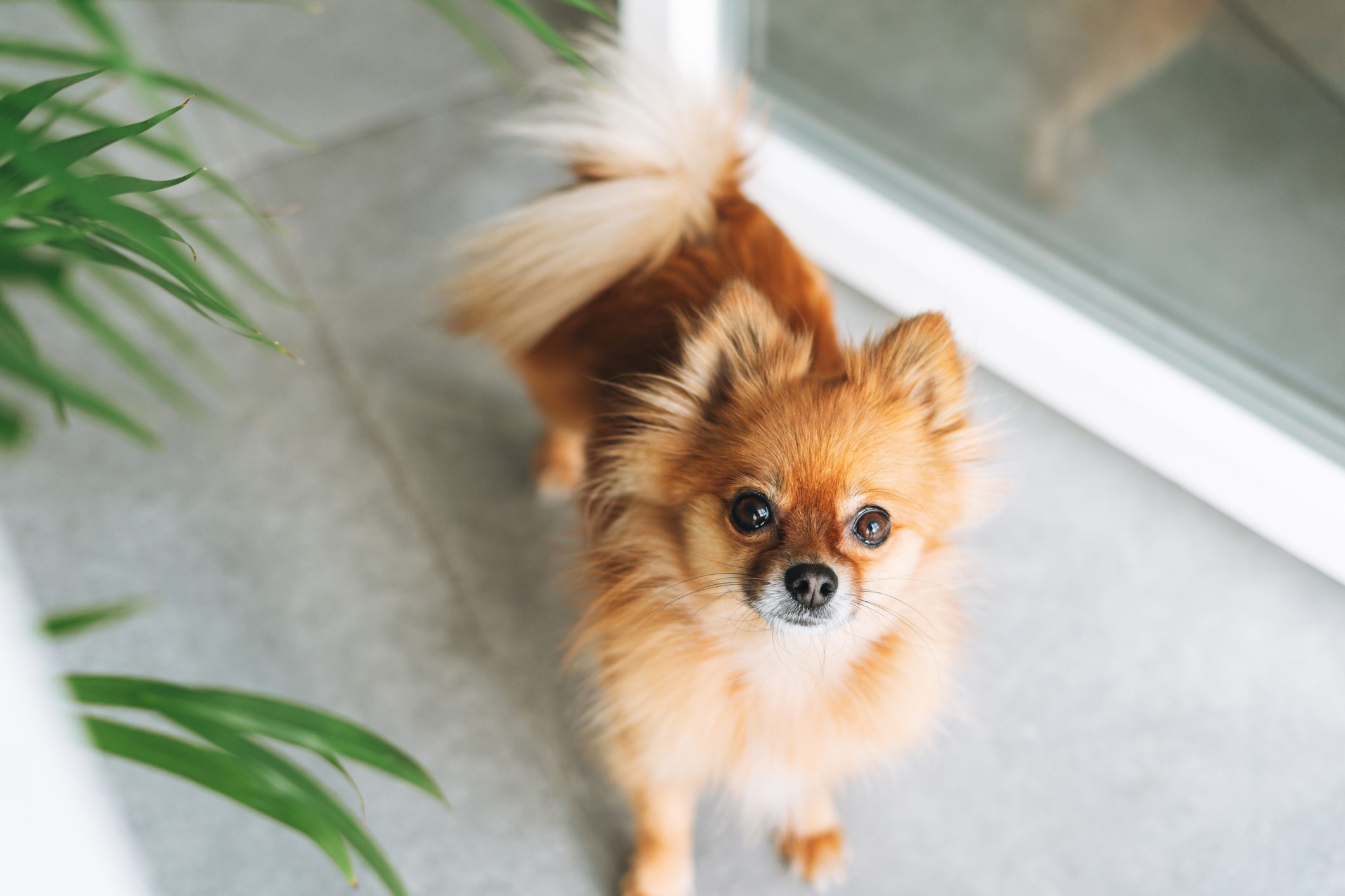 Désodorisant automatique pour animaux – Lovely Puppy and Co