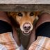 Decode Your Dog's Behavior: 17 Dog Behaviors Explained