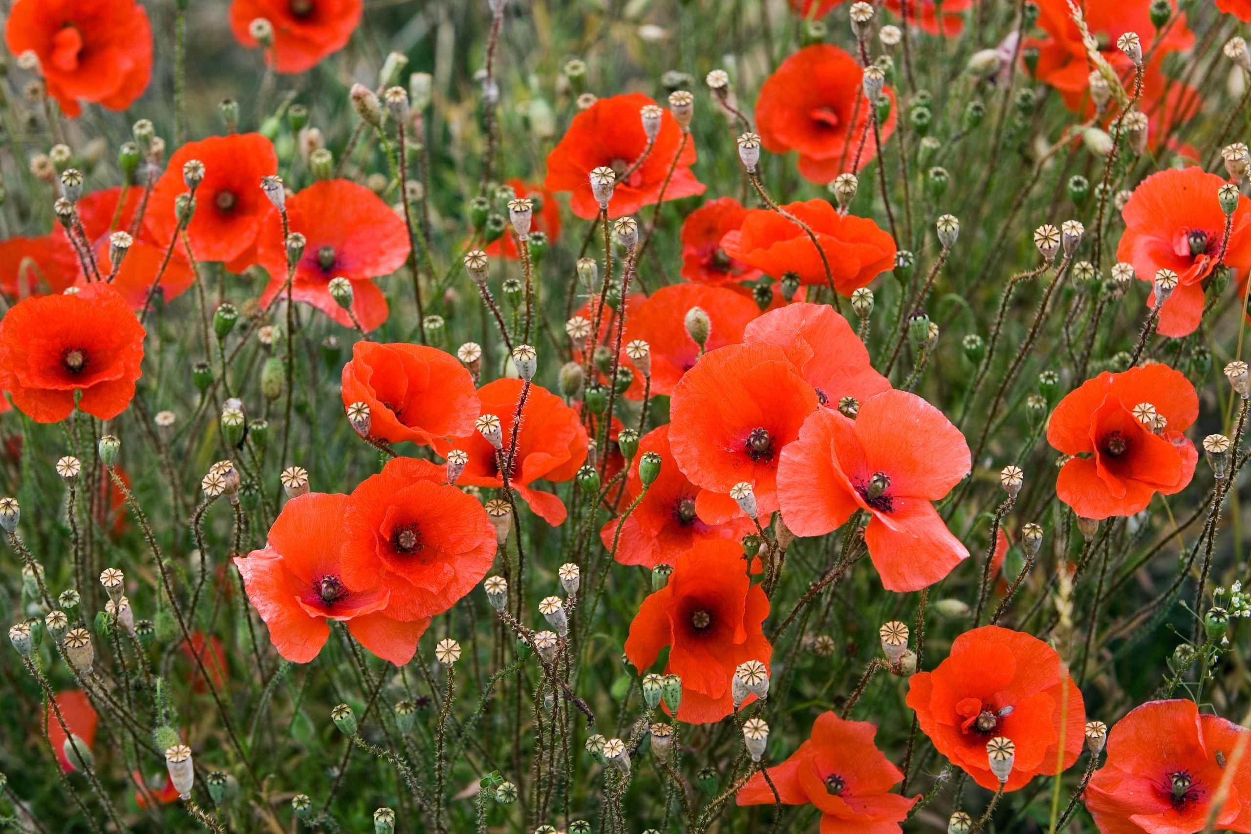 Memorial Poppies: The Significance Behind the Red