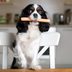 Can Dogs Eat Hot Dogs? Here's What Vets Say