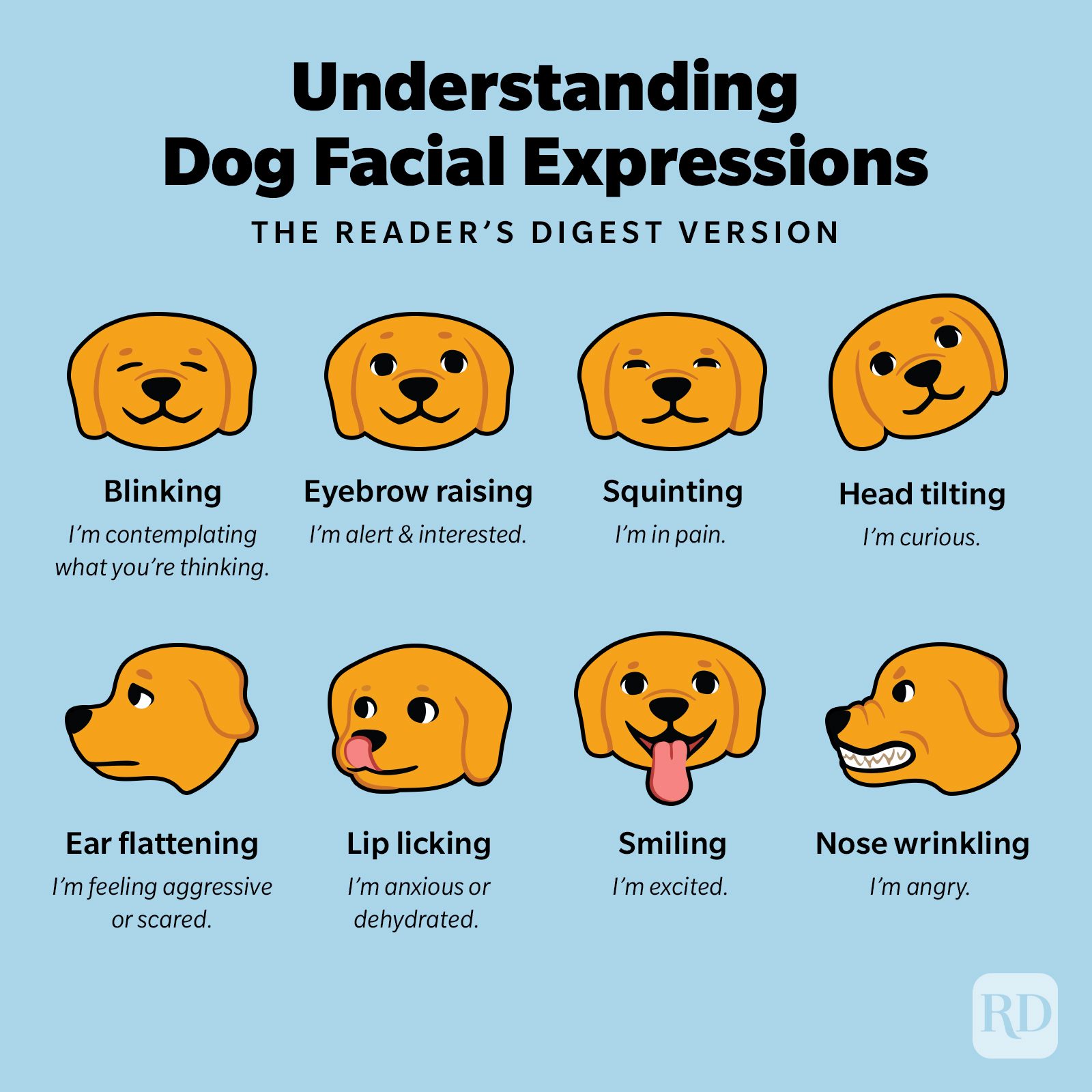 https://www.rd.com/wp-content/uploads/2022/05/RD-Understanding-Dog-Facial-Expressions-Infographic-Social.jpg?fit=700%2C700