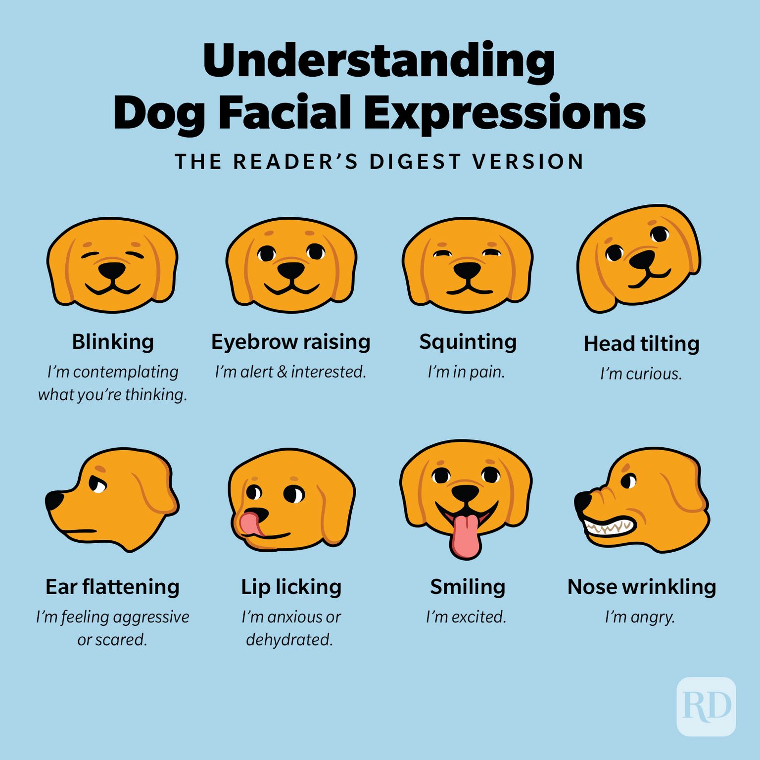 What Your Dog's Facial Expressions Really Mean in Dog Body Language