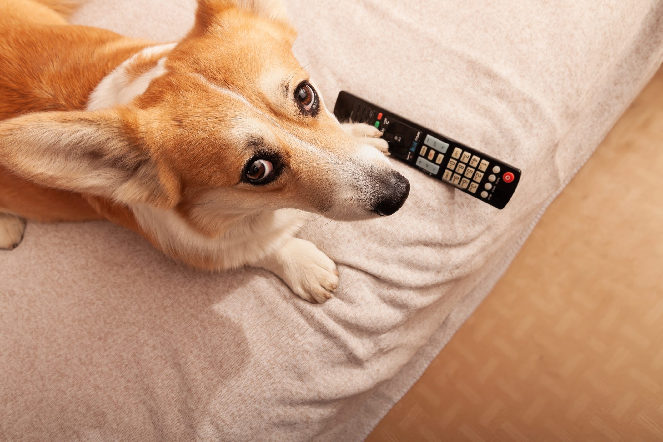 Do Dogs Watch Tv — And Do They Know That Tv Isnt Real Trusted Since