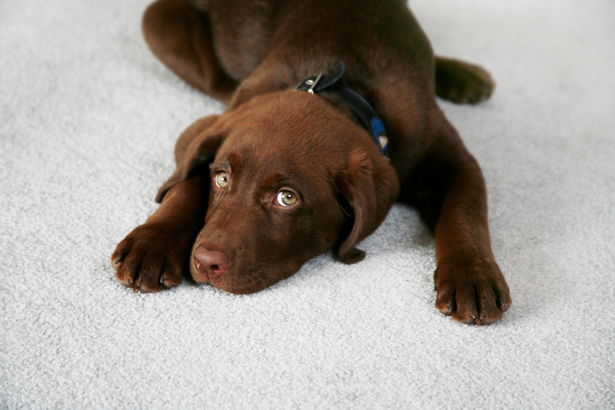 How To Get Dog Poop Out Of White Carpet