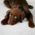How to Get Dog Poop Out of Carpet and Other Hard-to-Clean Spots