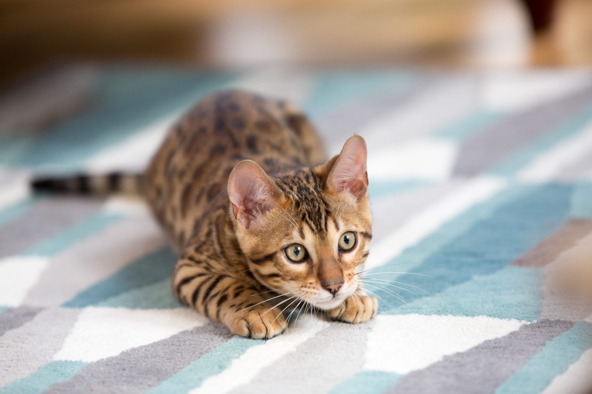 How To Get Cat Throw Up Stain Out Of Carpet