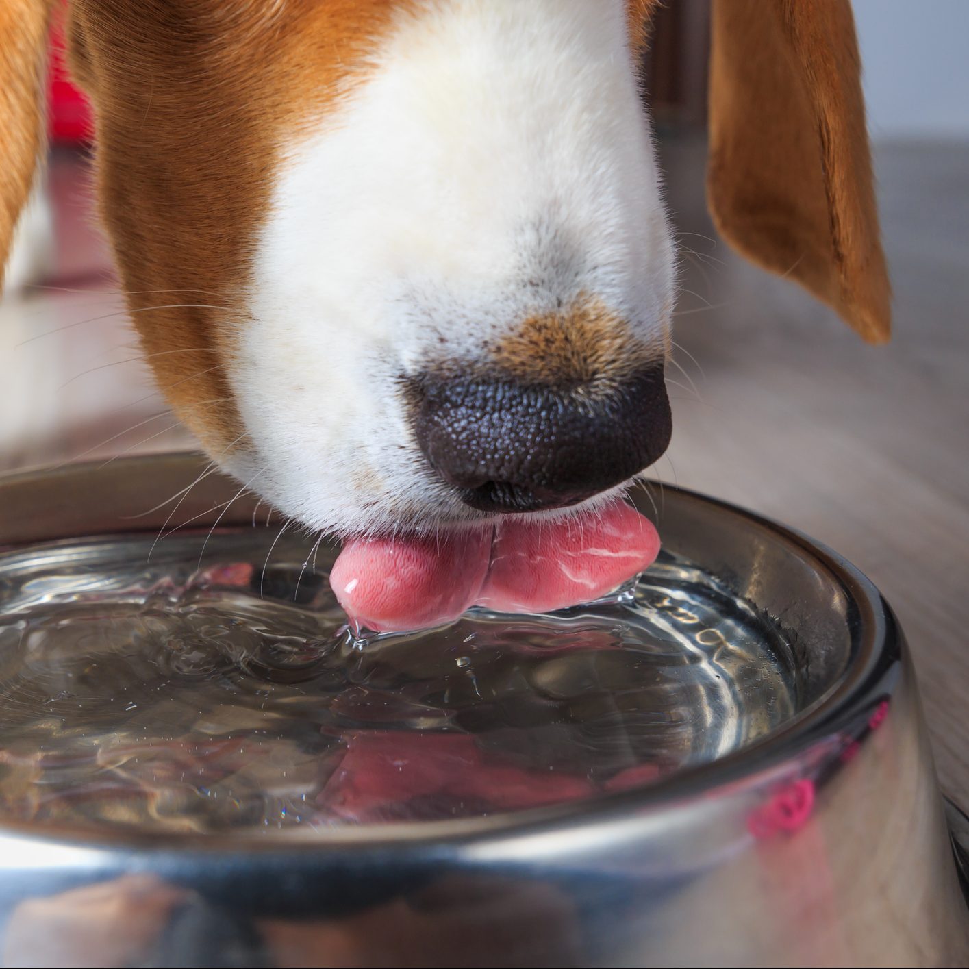 This No-spill Water Bowl Helps Slow Down Dogs Who Drink Too Fast – SheKnows