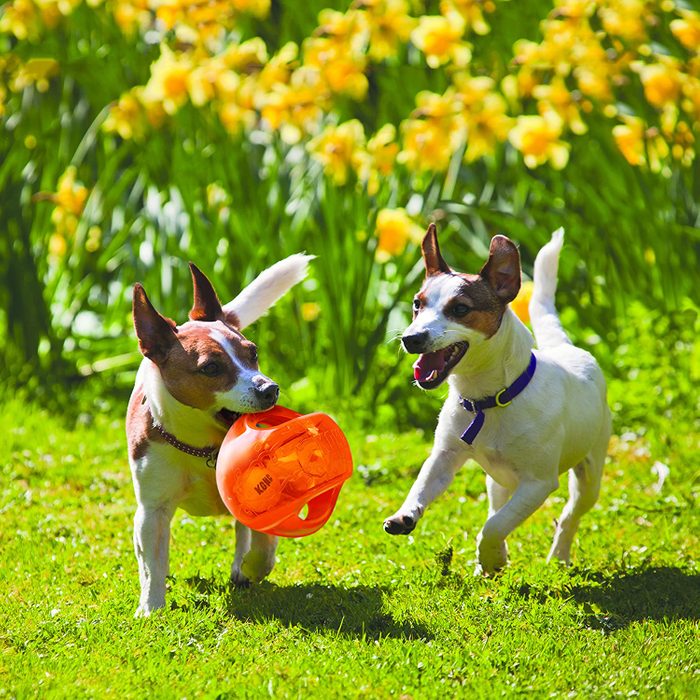Two dogs playing, one with a Kong Jumbler Dog Toy Ecomm Via Amazon