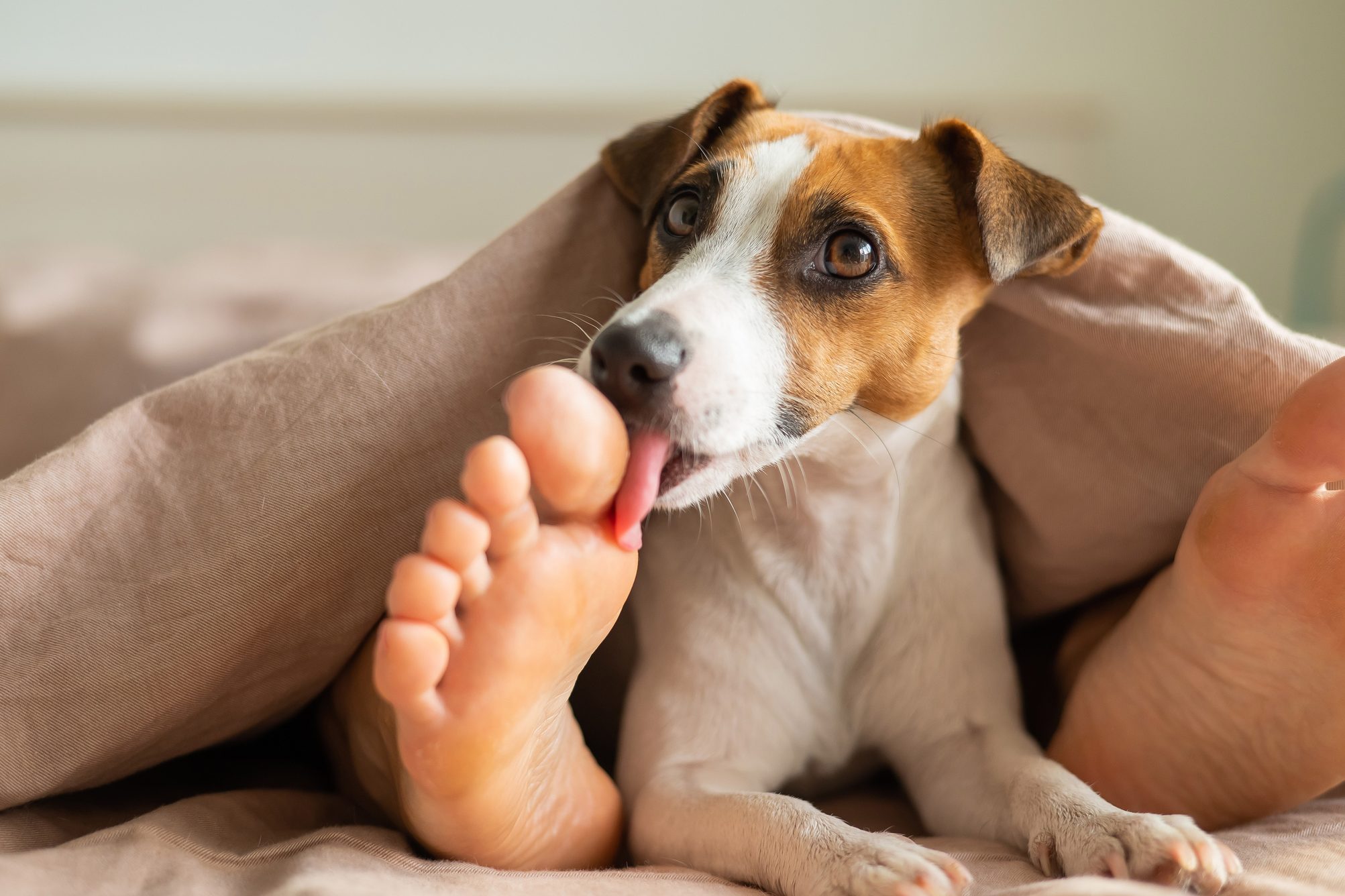 Top 10 Facts about Dog Paws