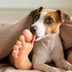 Why Do Dogs Lick Your Feet?