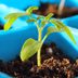 How to Grow Your Own Food: A Beginner's Guide
