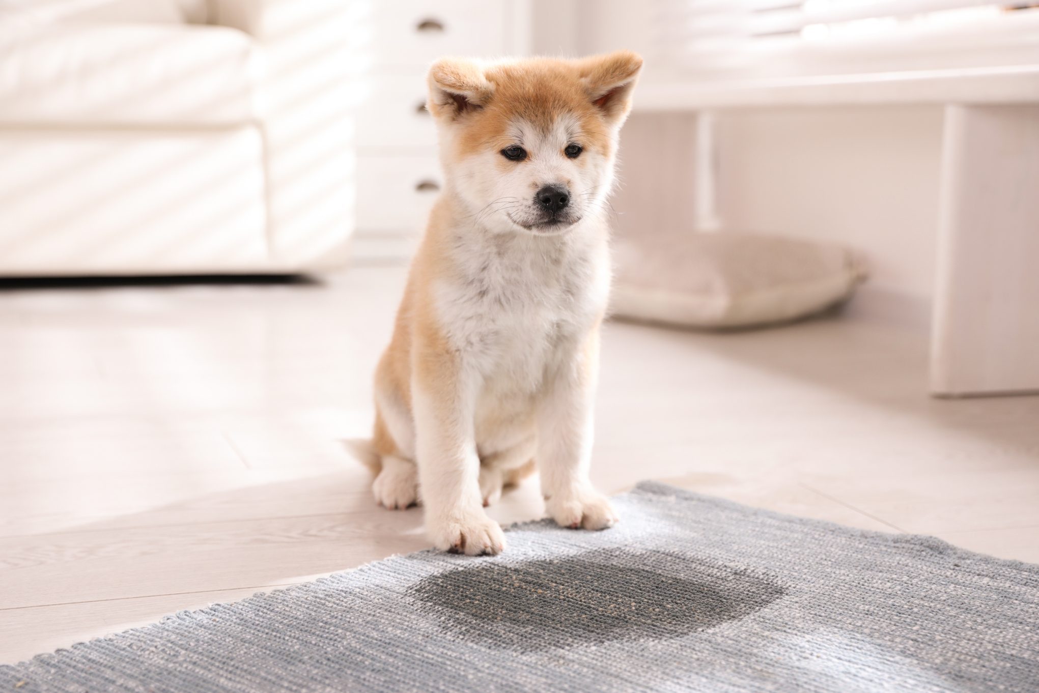 how to clean up dog pee and poop on carpet