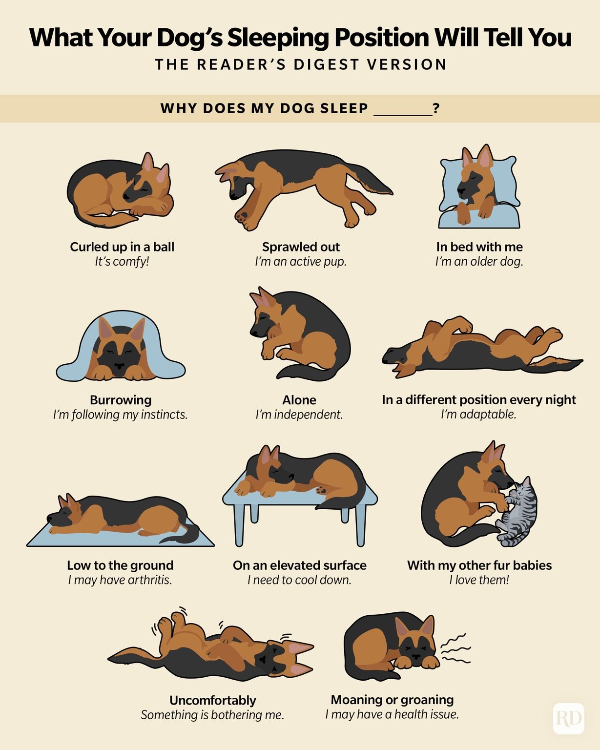 What Your Dog's Sleeping Position Will Tell You Reader's Digest