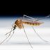 How Long Do Mosquitoes Live?