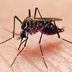 What Keeps Mosquitoes Away? 12 Ways to Safeguard Your Home and Yard