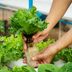 Everything You Need to Know About Hydroponic Gardening