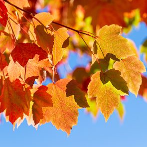 Fall Leaves and Blue Sky