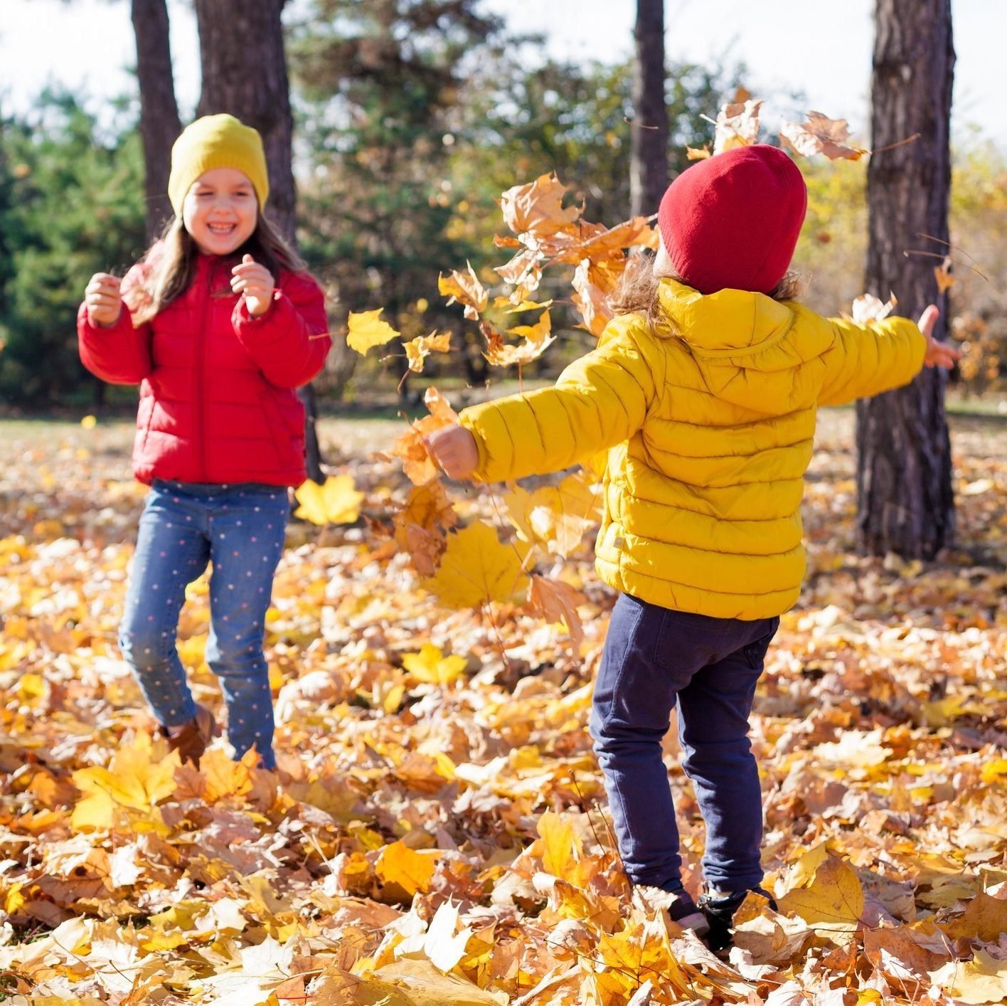 Children two cute toddler girls having fun with yellow leaves on sunny warm day in autumn, kids throw leaves, young friends play activity fall concept outdoors.