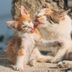 Why Do Cats Lick Each Other? The Common Grooming Behavior, Explained