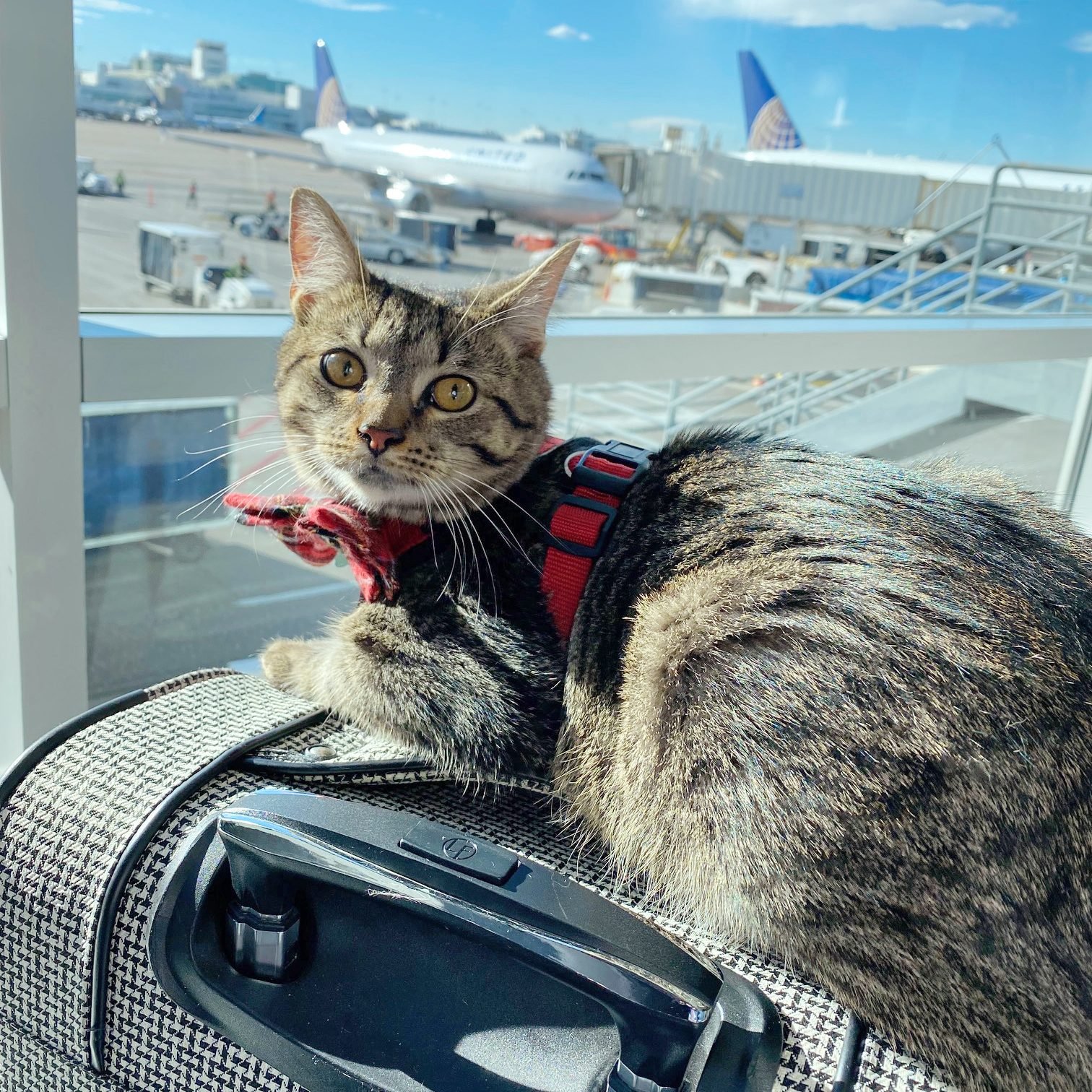cat travel tips plane
