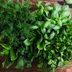 The Best Way to Store Fresh Herbs