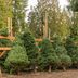 Real Christmas Tree Prices Are Going Up This Year—Here's How to Save Money on Yours