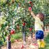 The Best Place to Go Apple Picking in Every State