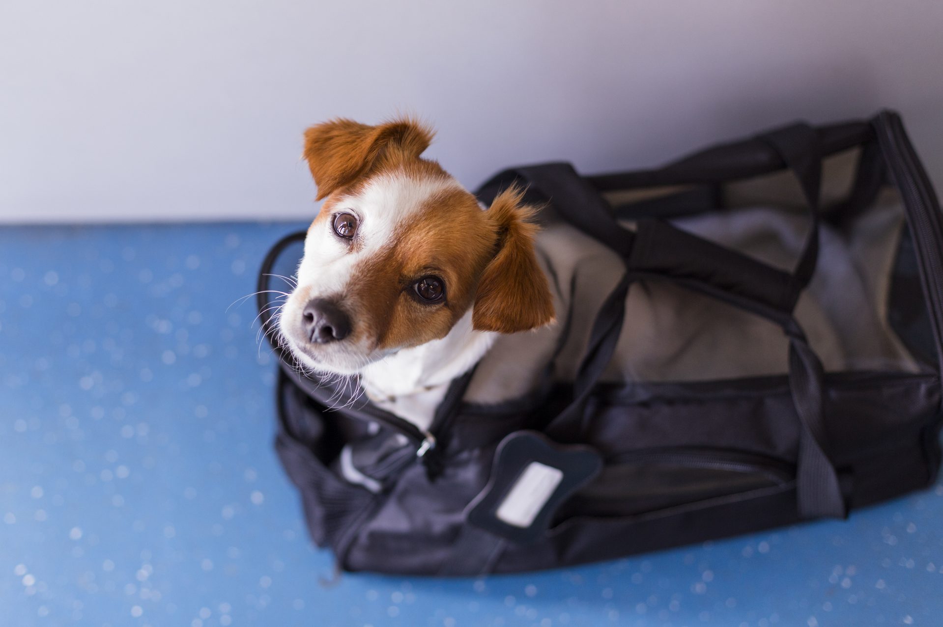  Slow Time Shop Large Transport Bag Fashion Dog Carrier