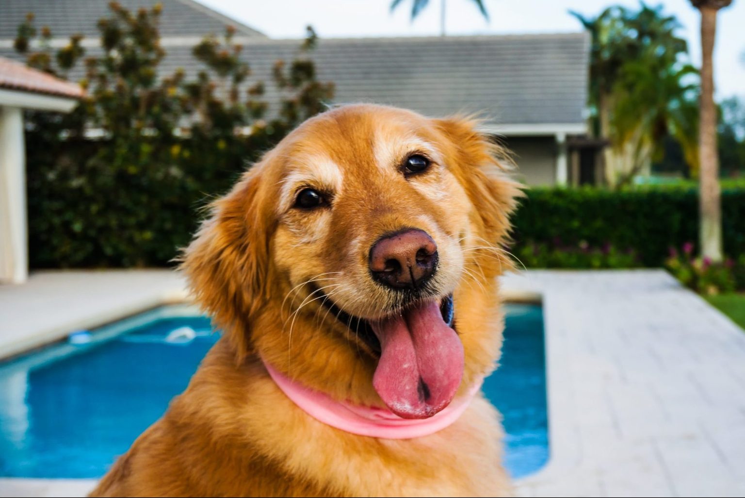 what-exactly-are-those-black-spots-on-a-dog-s-tongue