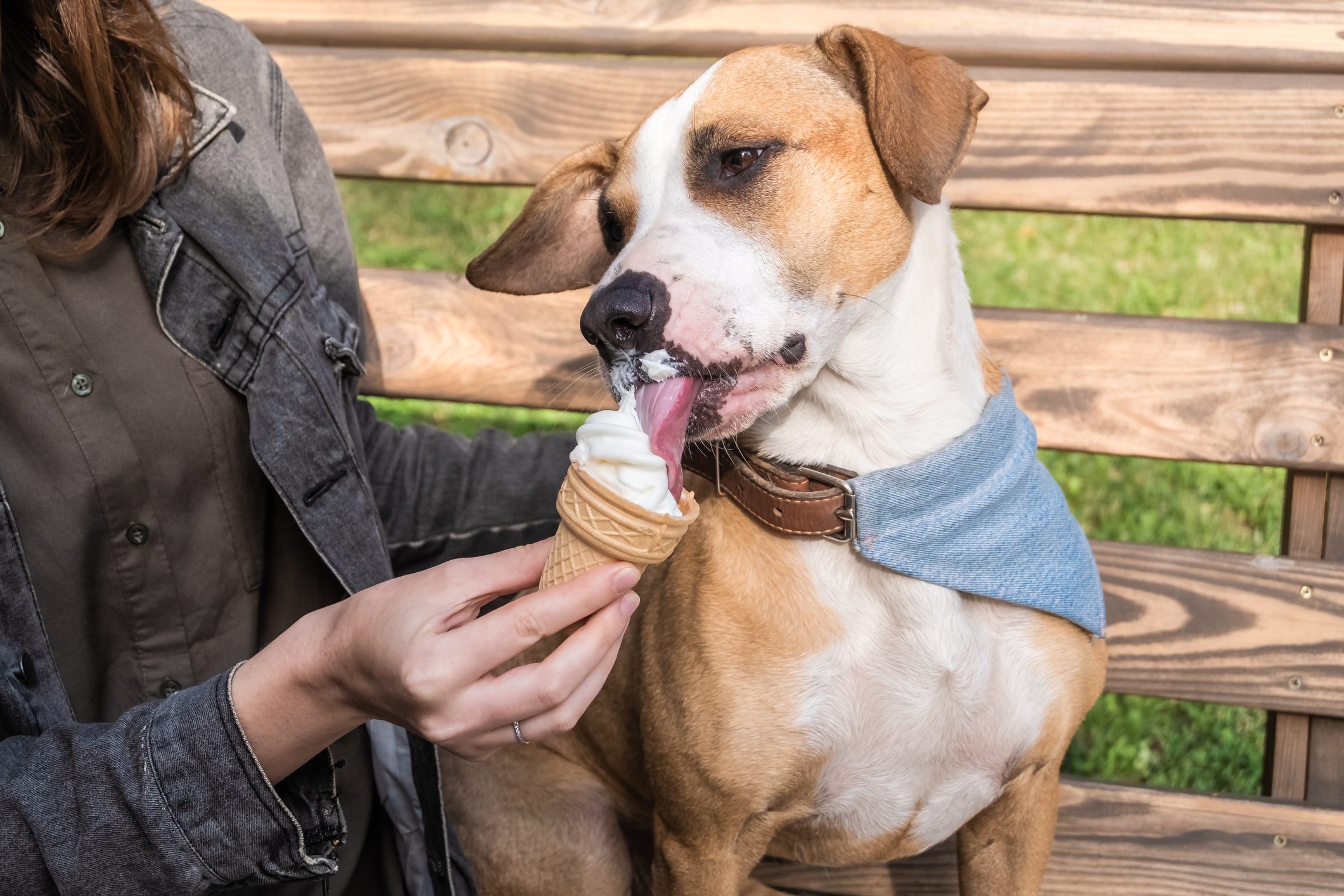 Can Dogs Eat Ice Cream? Vets Weigh In | Trusted Since 1922