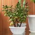 How to Care for a Jade Plant