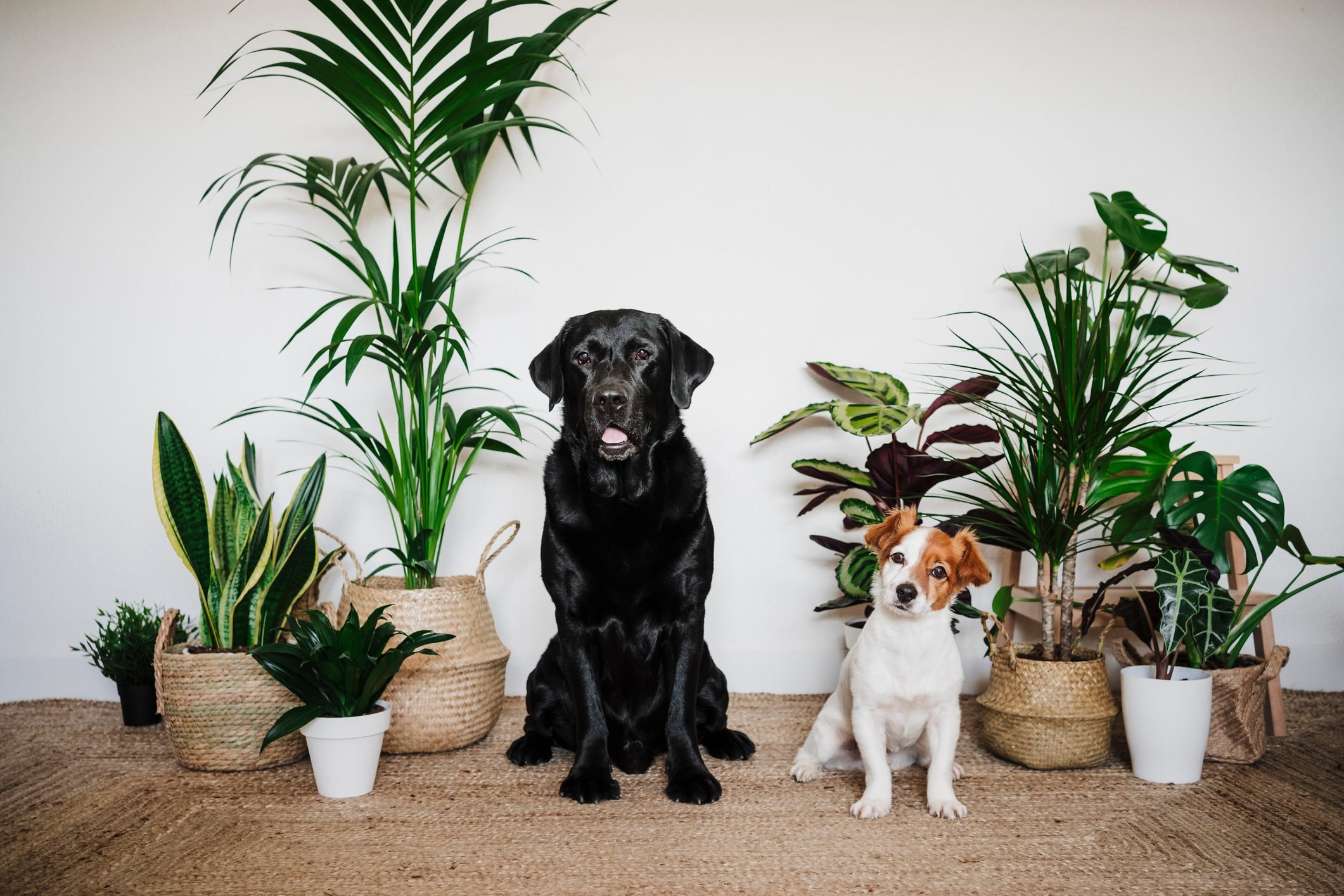 are basil plants safe for dogs