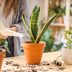 How to Care for Snake Plants