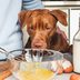 Can Dogs Eat Scrambled Eggs? Here's What the Experts Say