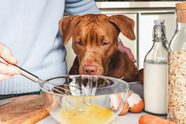 Can Dogs Eat Scrambled Eggs Veterinarians Explain