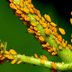 How to Get Rid of Aphids