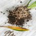 What Root Rot Is and How to Care for It