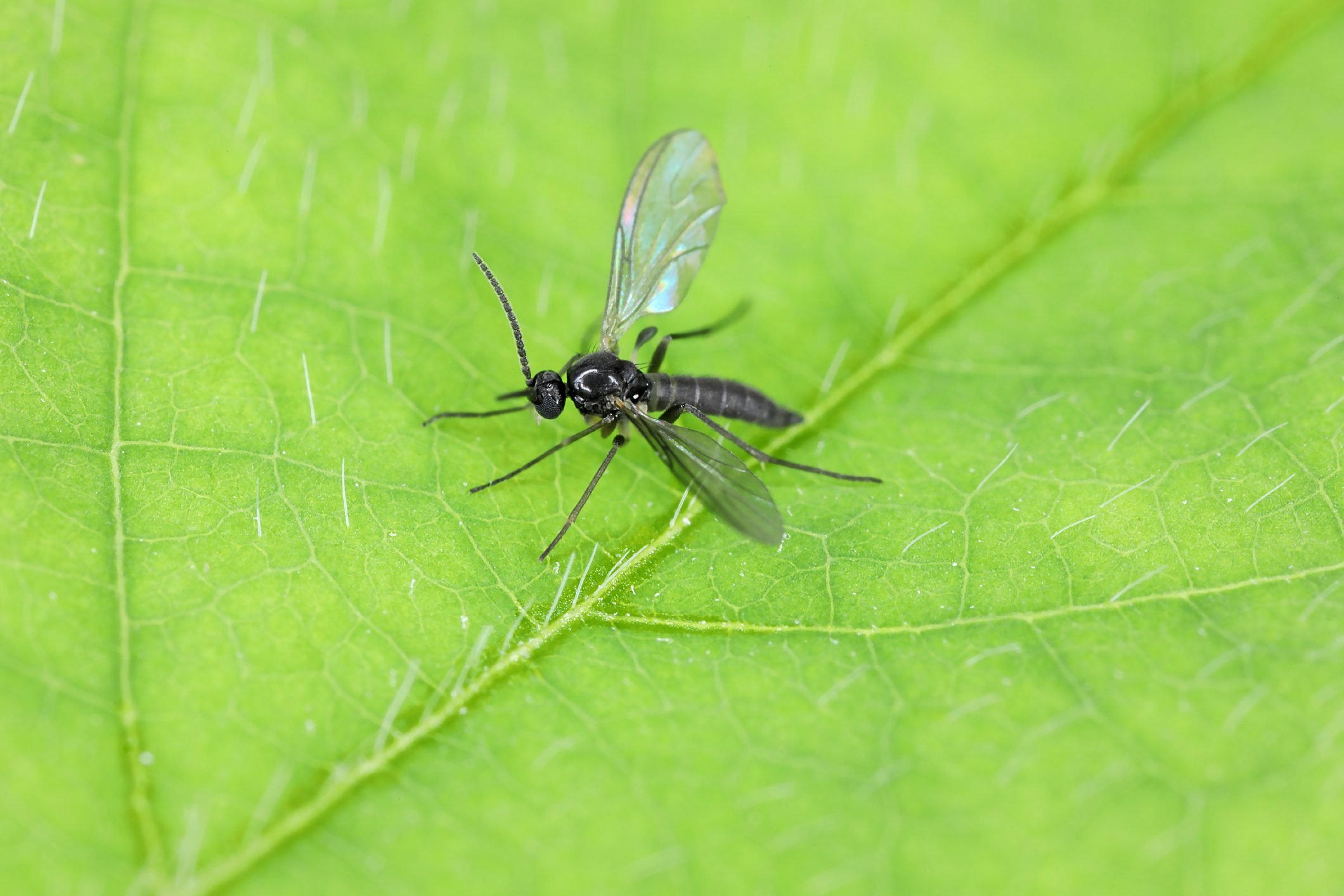 How to Get Rid of Fungus Gnats - Horticulture
